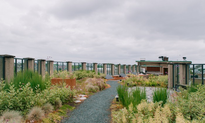 Groene daken | Fotografie: Sheena Schouwink