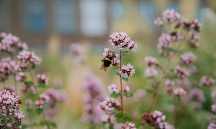 Zomerse daktuin | Foto; Sheena Schouwink