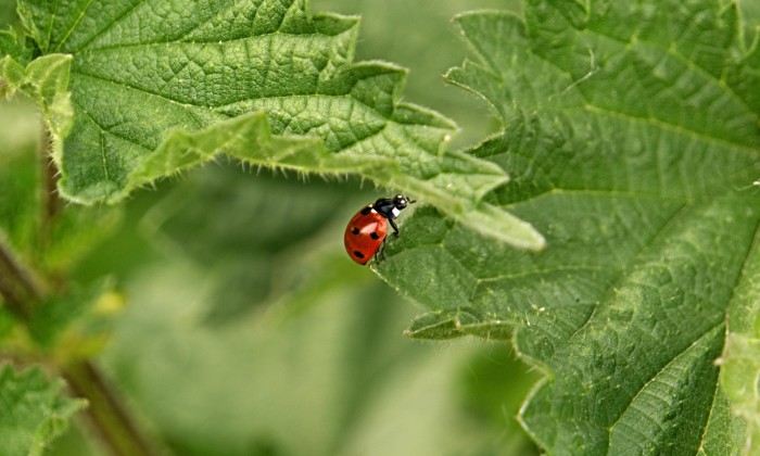 Brandnetels zijn heel nuttig. Weten waarom? Insecten zoals lieveheersbeestjes en vlinders zijn er dol op!| Foto: Pexels