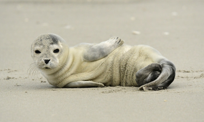 Zeehond Terschelling | Bron: Staatsbosbeheer