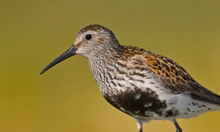 Bonte Strandloper | Foto: De vogelbescherming