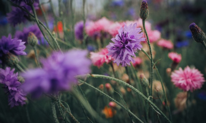 Veld met inheemse bloemen | Foto: Pexels