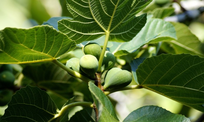 Vijgenboom met vruchten en bladeren | Foto: Pexels
