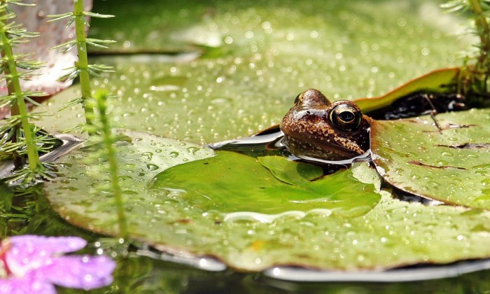 Regenwater in de tuin met kikker | Foto: Pixabay