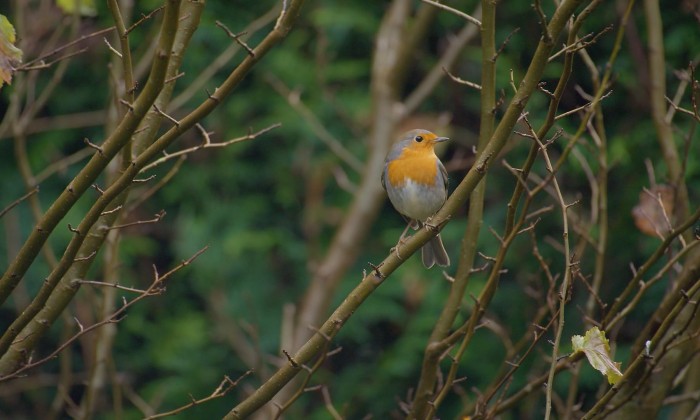 Zo lok je vogels naar je tuin of balkon