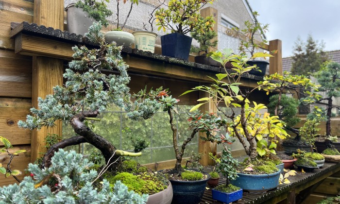 bonsai 5 | Alex Slingerland