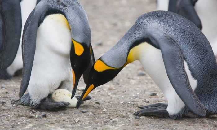 Koningspinguïns met ei | Foto: Marcel Haenen