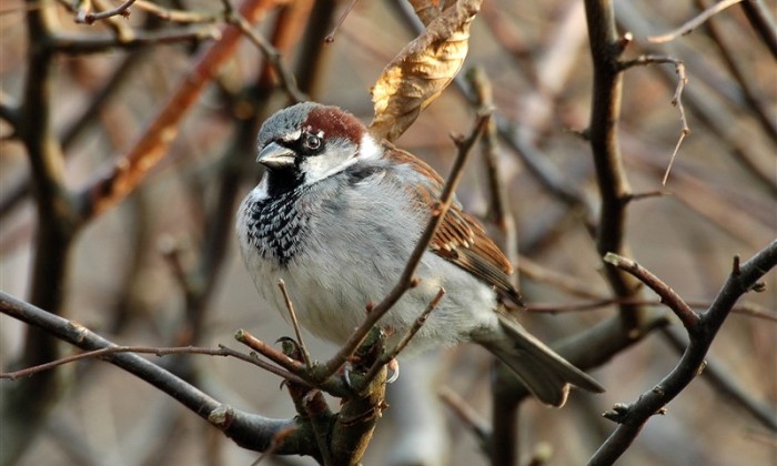Huismus / Vogelbescherming-Ruud van Beusekom