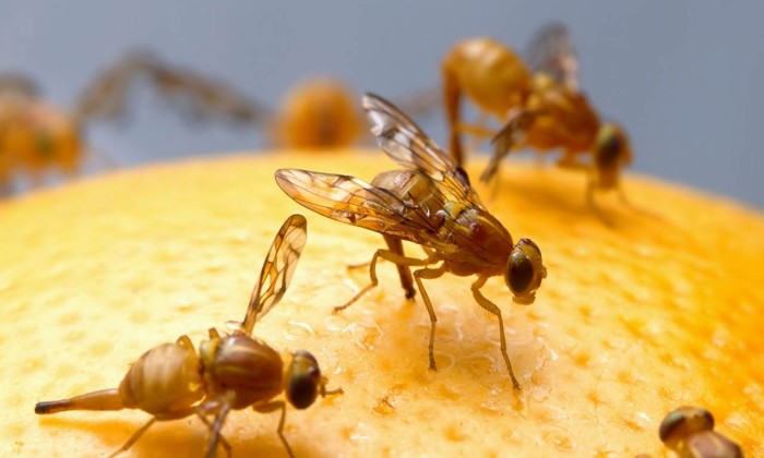 Hoe kom je van fruitvliegjes af? Beeld: Milieu Centraal