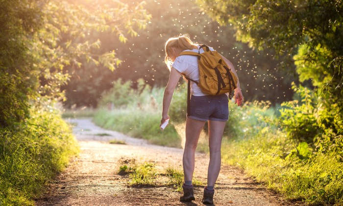 Muggen in de avondzon