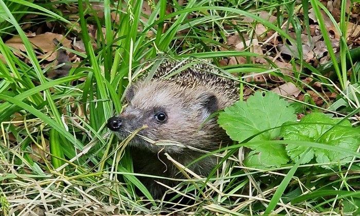 Egel in het wild | Foto: Stichting Snorhaar
