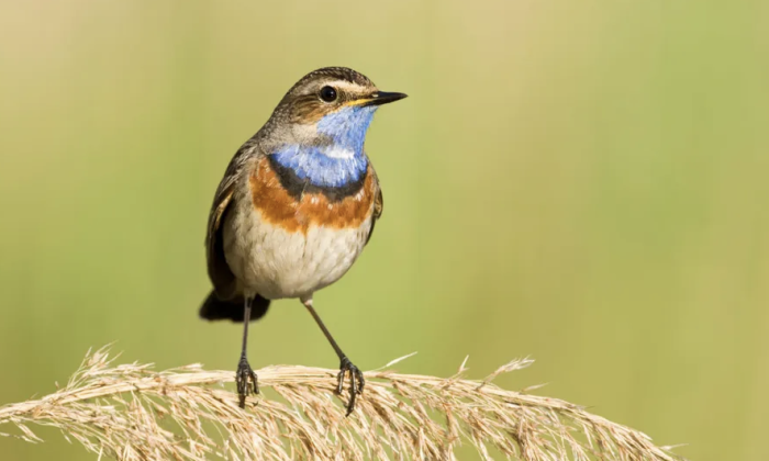 Blauwborst | Foto: vogelbescherming