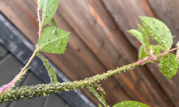 Bladluizen op een rozenstruik | Foto: Annamara Hamersma 