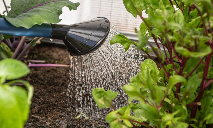 Zo geef je de tuin slim water bij hitte | Foro: Adobe Stock 