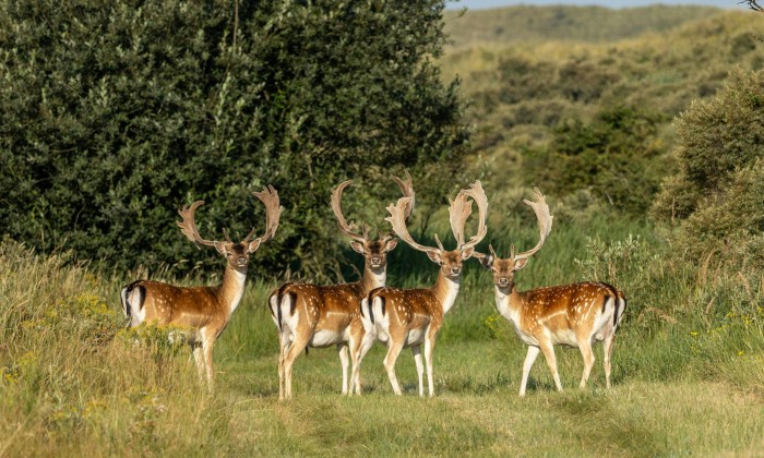 Damherten in de Amsterdamse Waterleiding Duinen | Foto: Atie van Hoorn via Pexels