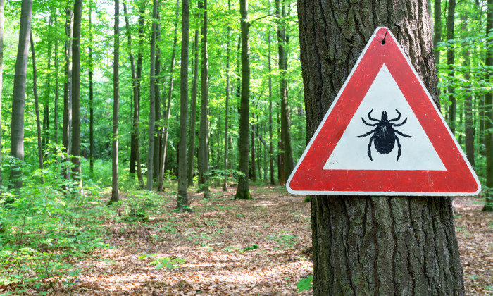 Teken in het bos - Foto: AdobeStock