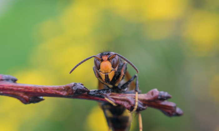 Aziatische hoornaar | Foto: Yamile Garcia via Pexels  