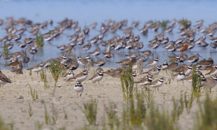Nederland, Waterland, Vogelland - Herfst