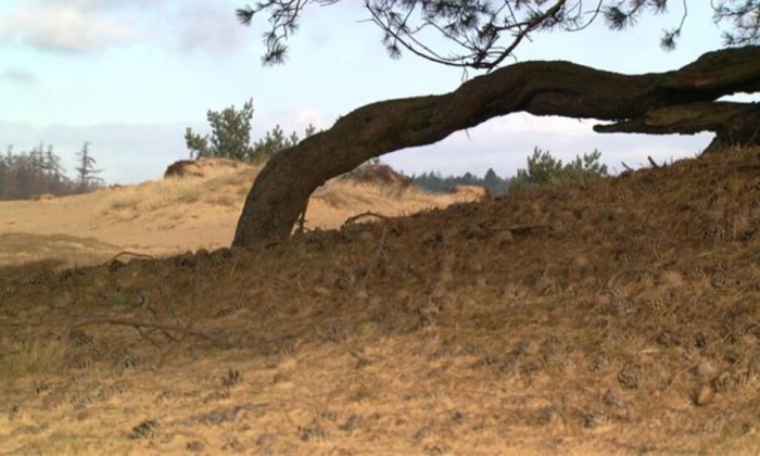 54natuur