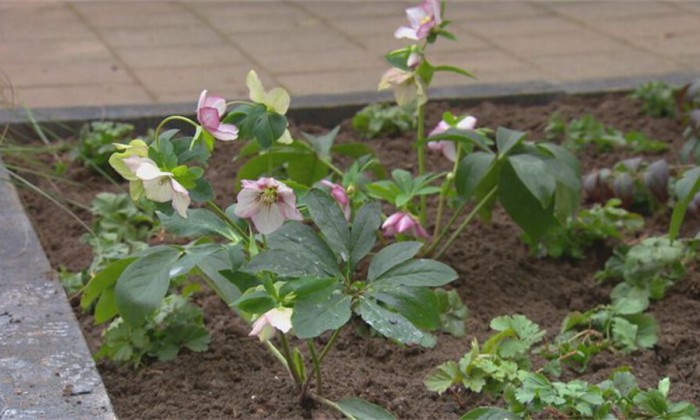 tuin2