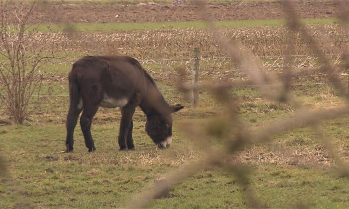 81natuur3