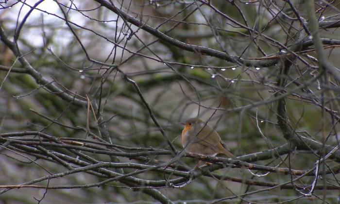 Aflevering 31