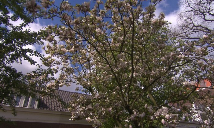Siroop met stadse ingrediënten (90)