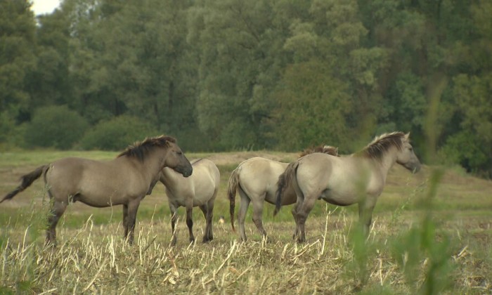 Aflevering 137