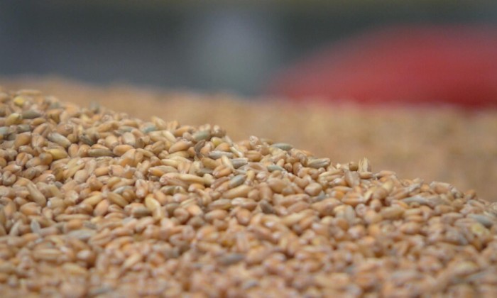 Biologische granen (63)