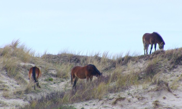 Duinstruinen strandjutter Bergen aan Zee