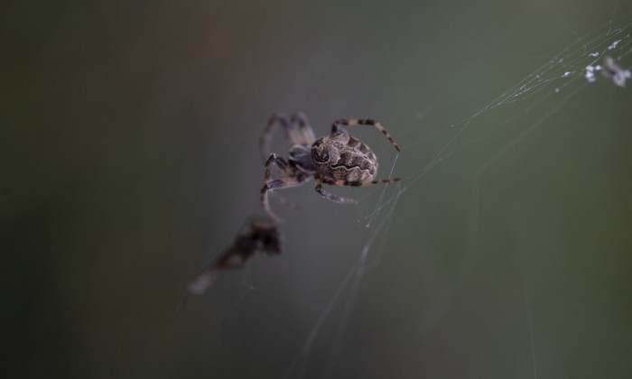 Brugspin | Staatsbosbeheer: Joep Bergfelt