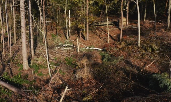 Bos bij Leersum na de storm