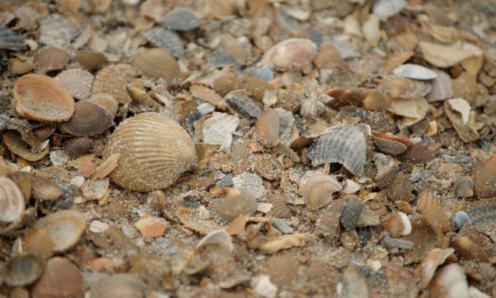 De schelpen van Zeeland
