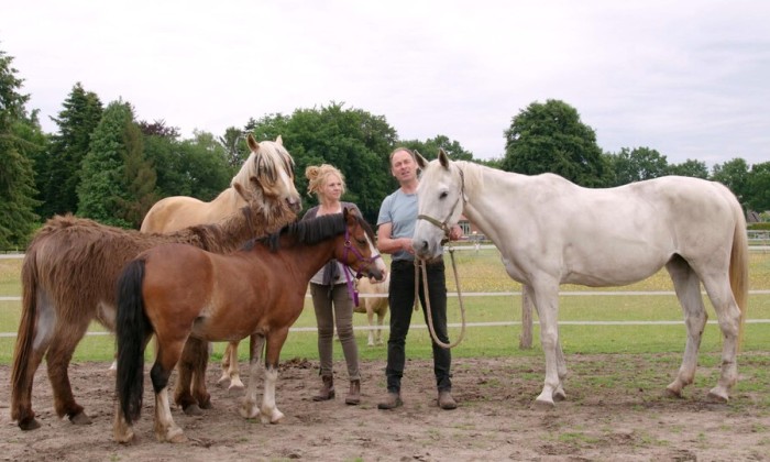 Paddock paradijs Koudhorn
