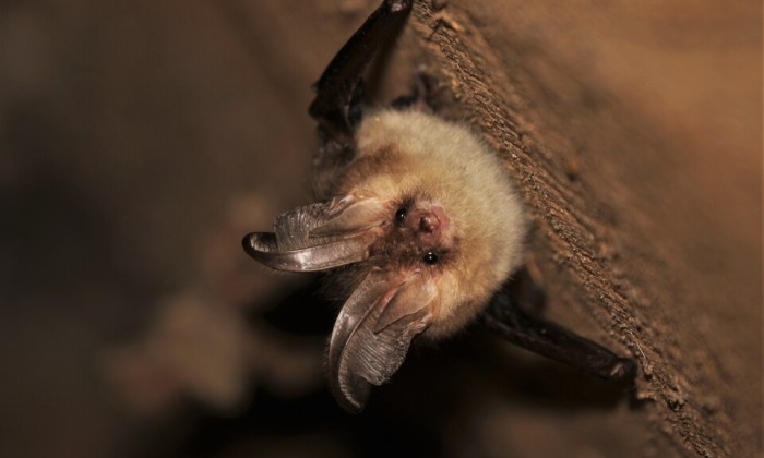 Gewone grootoorvleermuis