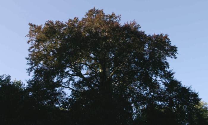 Historische bomenwacht in Drenthe