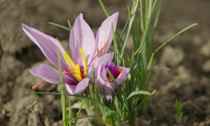Belgische saffraan boerderij