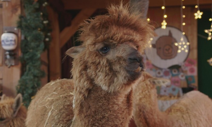 Alpaca boerderij Lemelerveld