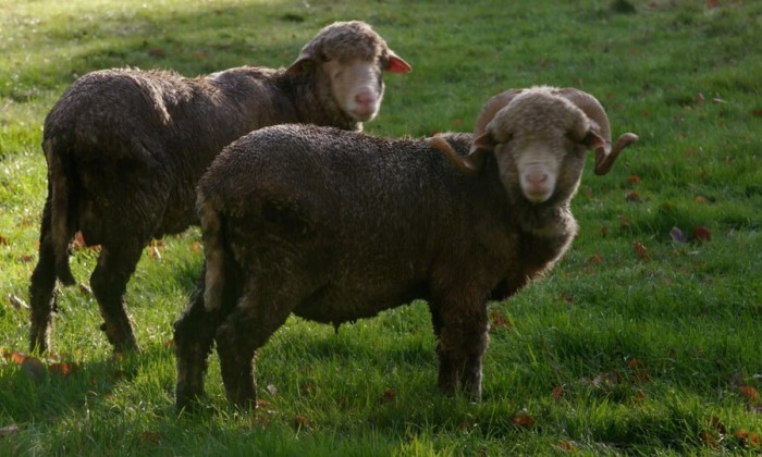 Merinoschapen kasteel Aarle Rixtel