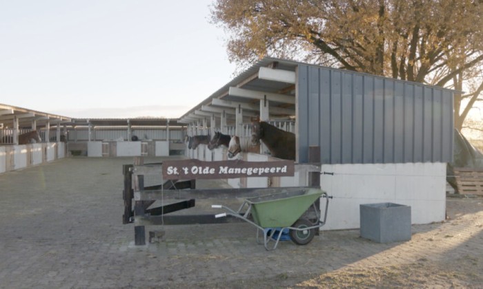 Manege met gepensioneerde paarden Dalmsholte