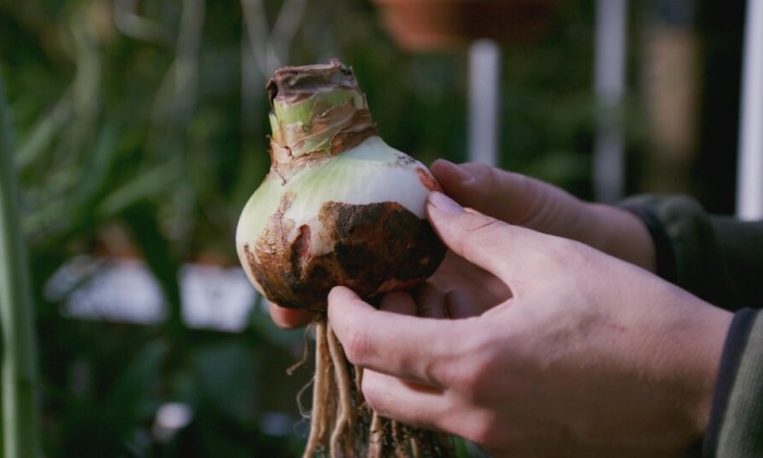 Binnentuinen Hortus Leiden