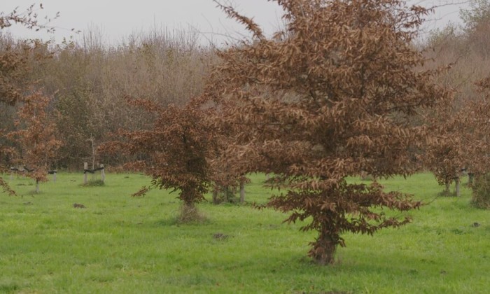Kinderbomenbos en Bentwoud