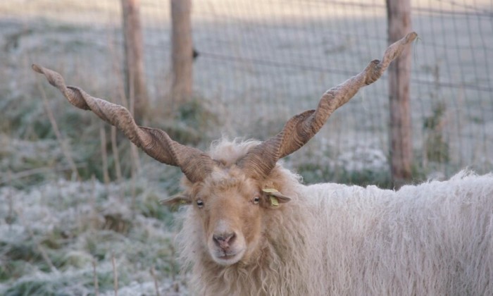 Racka en Jacobds schapen in Heesch