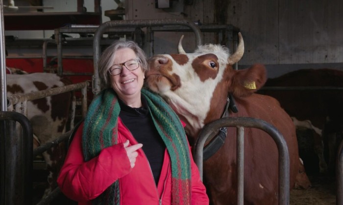 Koeiencommunicatie in Warmond