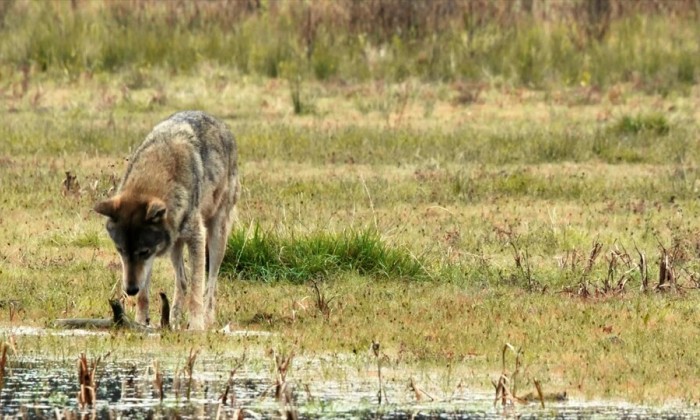 De wolf op de Veluwe