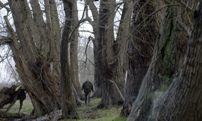 De zwarte populieren in de Biesbosch