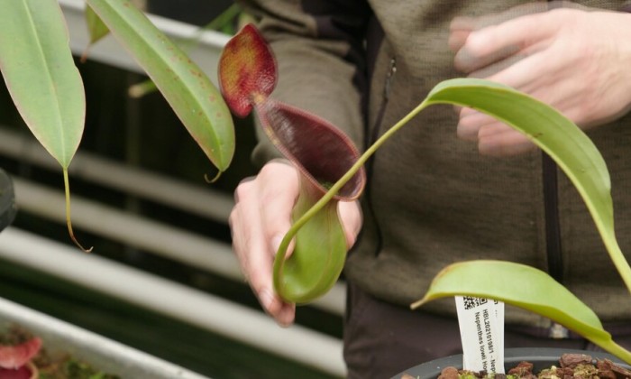 Vleestetende plantjes