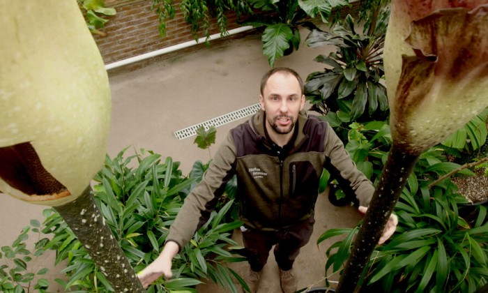 De bloeiende penisplant