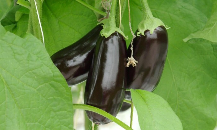 Nadia bezoekt een auberginesteler