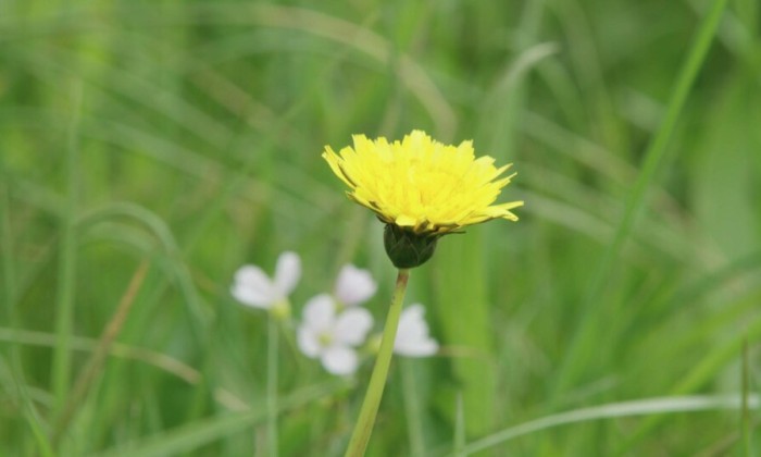 Een paardenbloemenparadijs